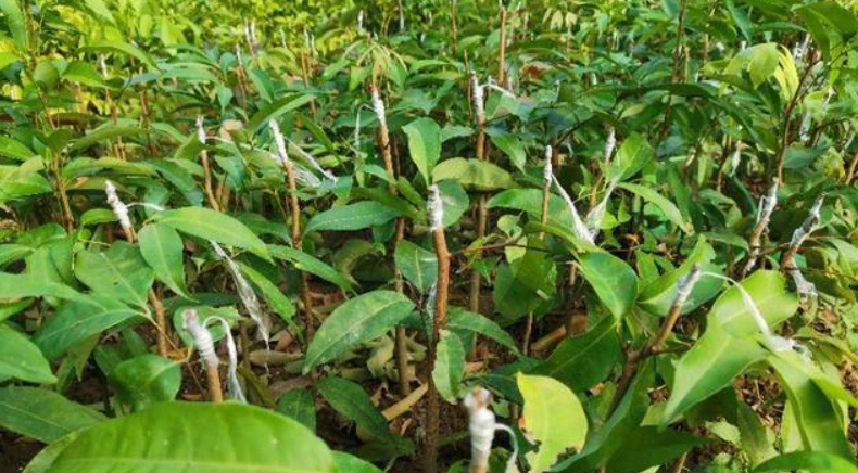 荔枝嫁接方法 荔枝嫁接方法