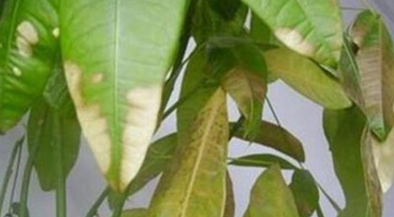 水耕植物 葉子變黃