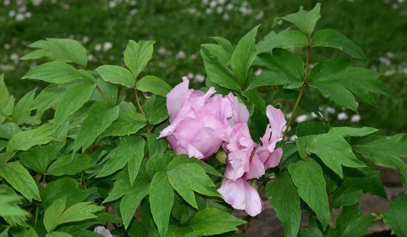 芍藥對貓有毒嗎