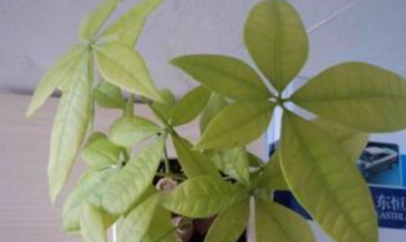 水種發財樹 黃葉