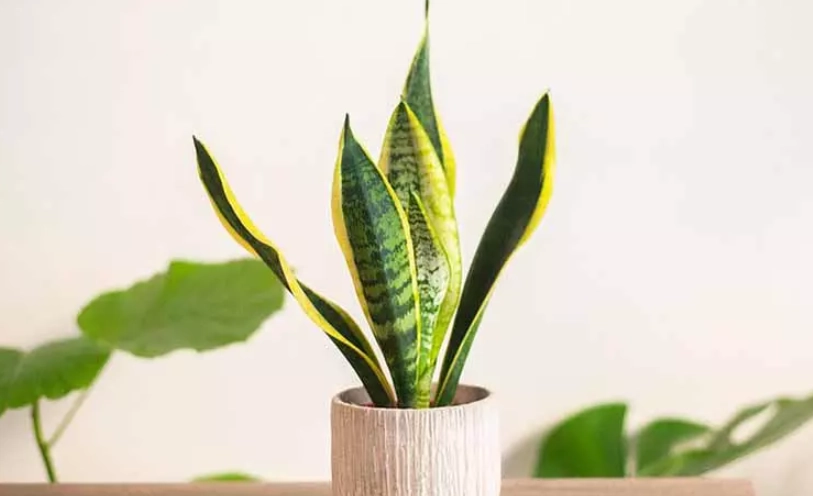 虎尾蘭分株全攻略：繁殖技巧與爆盆秘訣一次掌握