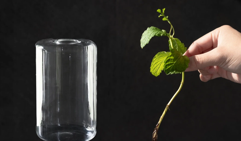 水耕植物換水頻率