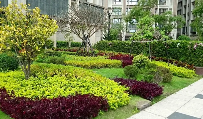 淺根灌木全攻略：優缺點解析與新手推薦品種