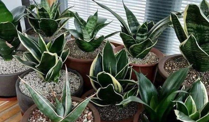 虎尾蘭分株方法