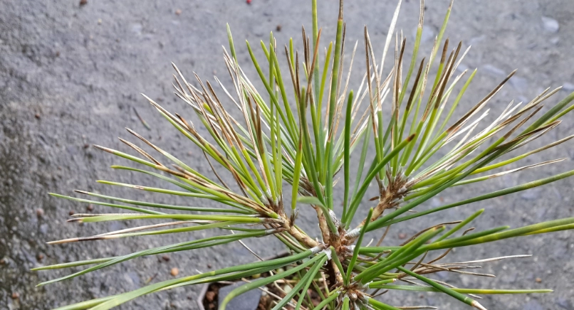 植物 光照不足 補救