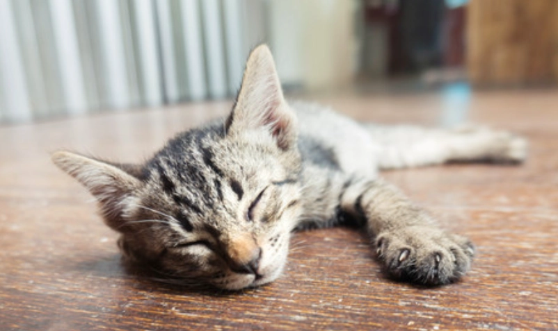 貓咪不能吃的食物