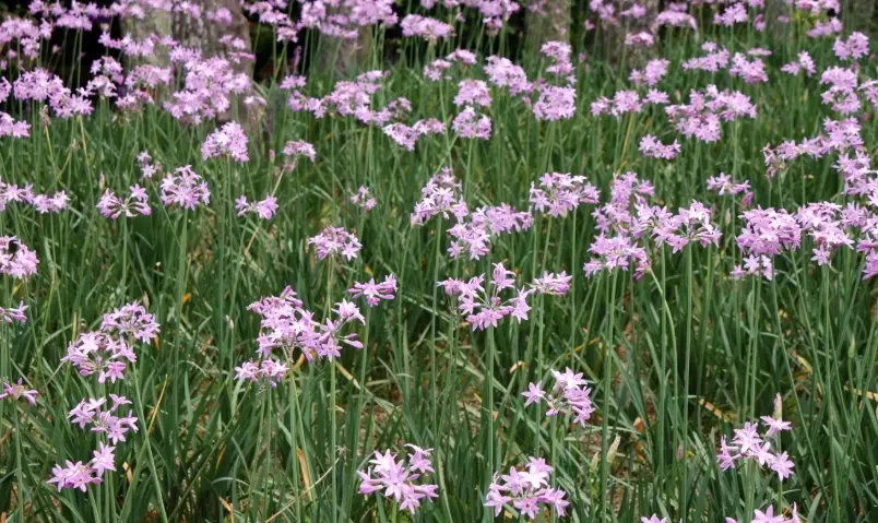 紫嬌花開花後修剪