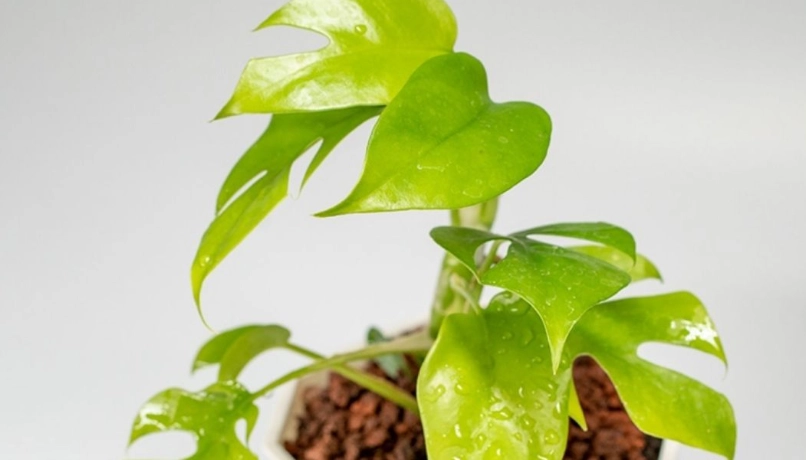 龜背芋葉子不展開