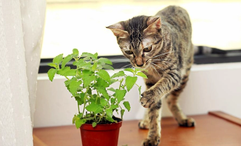 貓誤食巧克力怎麼辦