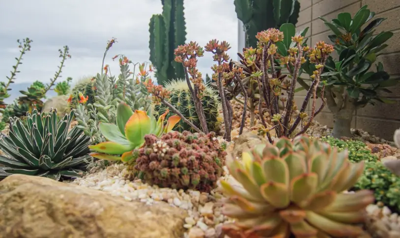 陽台全日照植物