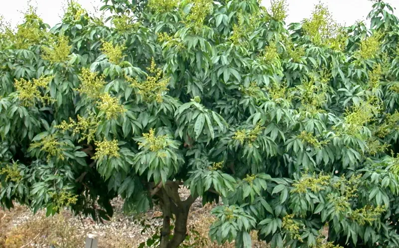 荔枝嫁接方法 荔枝嫁接方法