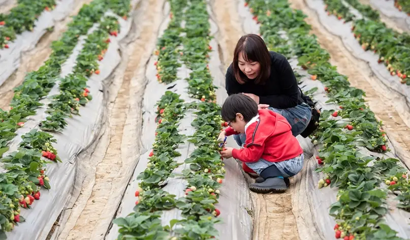 桃園採草莓