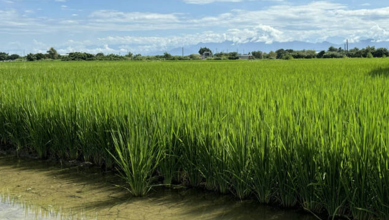台南11號稻米種植