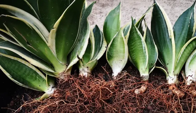 虎尾蘭分株時間