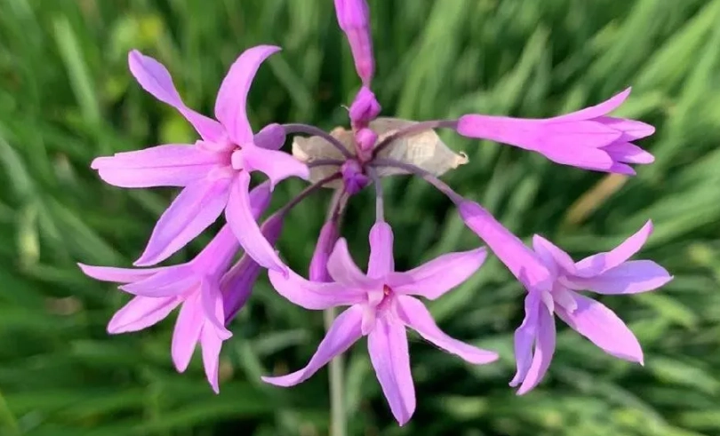 紫嬌花怎麼修剪