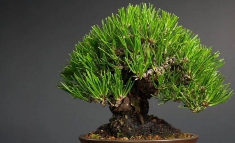 植物 光照不足 補救