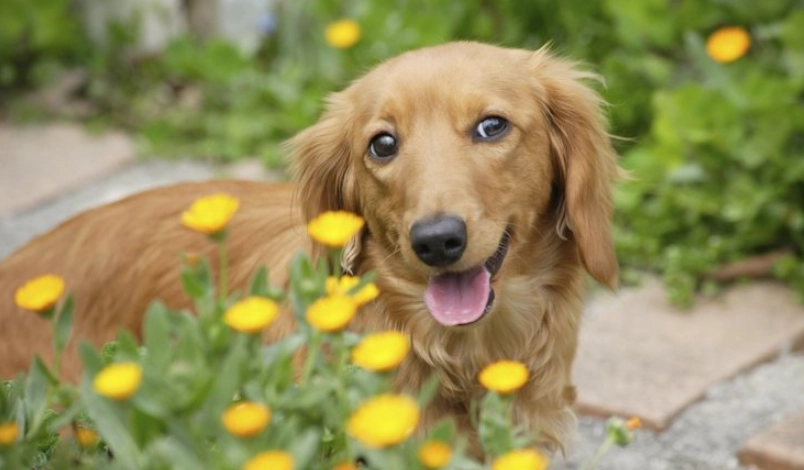 對狗有毒的花