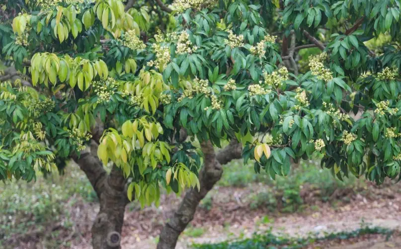荔枝靠接技巧 荔枝靠接技巧