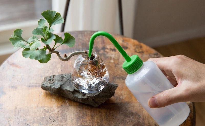 水耕植物換水步驟