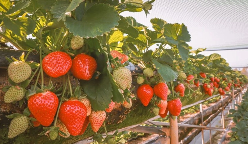 草莓園推薦