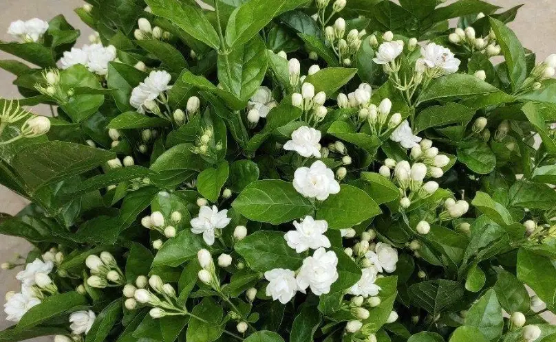 茉莉花病害防治