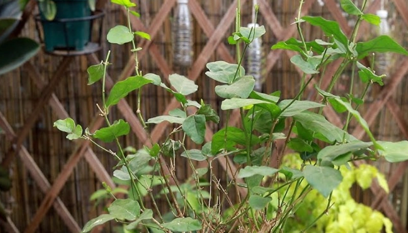 茉莉花救活方法
