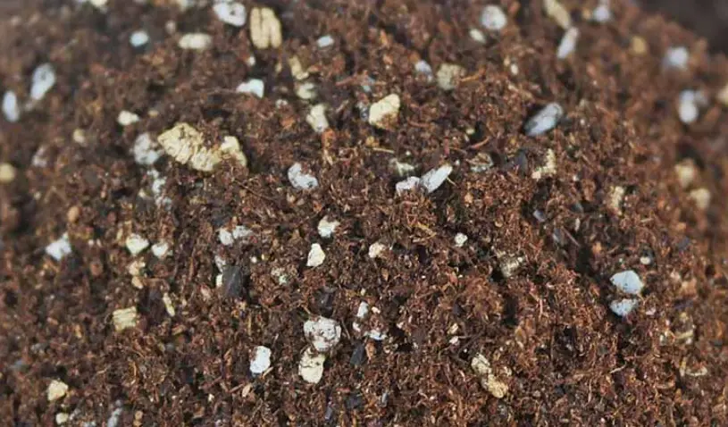 盆栽培養土到底該不該換？資深園藝玩家教你判斷與正確更換時機