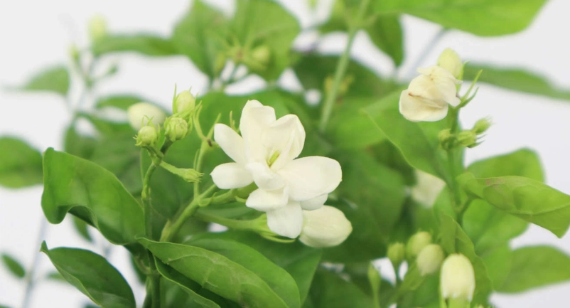 茉莉花不開花？資深園丁教你5個關鍵解救步驟與常見誤區