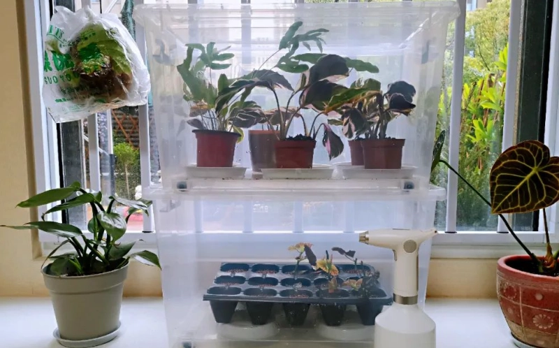 觀葉植物悶養終極指南：快速拯救與完美控濕技巧