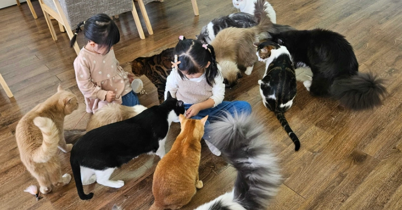 貓咪咖啡廳推薦 貓咪咖啡廳推薦