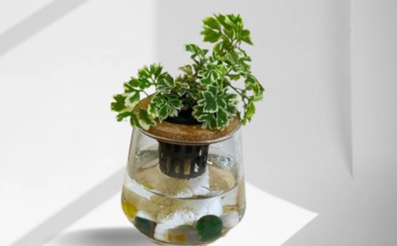 打造綠意辦公室：水耕植物推薦與新手照護全指南