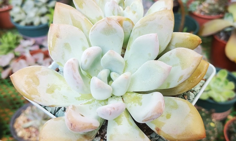 多肉植物照顧 多肉植物照顧