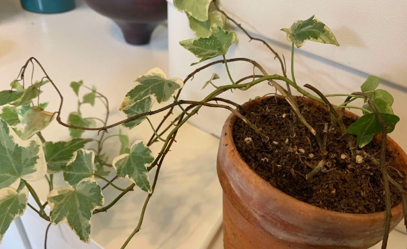 常春藤爛根處理