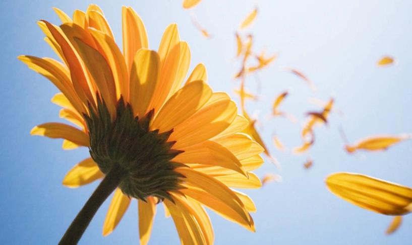 花語祝福全攻略：花卉意義解析、送花技巧與實用情境指南