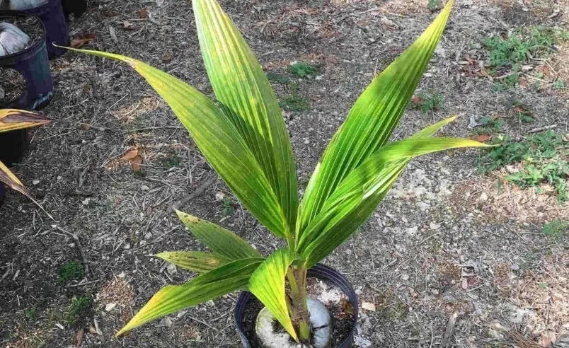 荷蘭椰子樹 荷蘭椰子樹