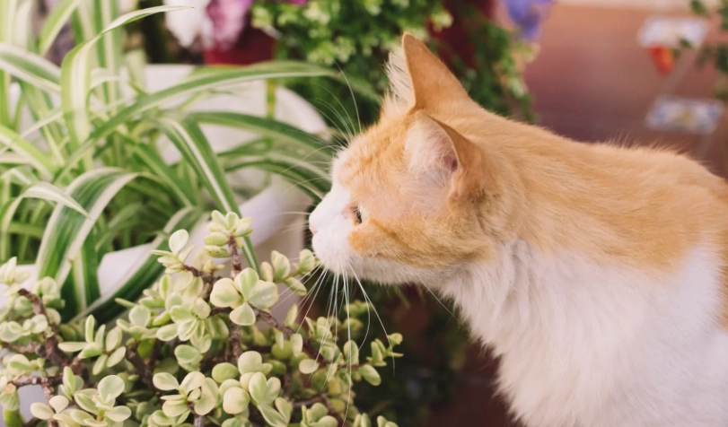 貓咪可以接觸的花