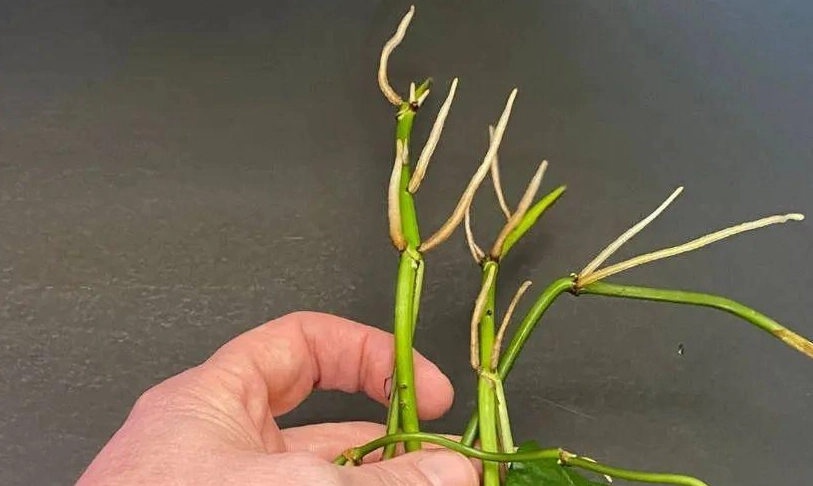 植物爛莖急救指南：原因、診斷與拯救步驟