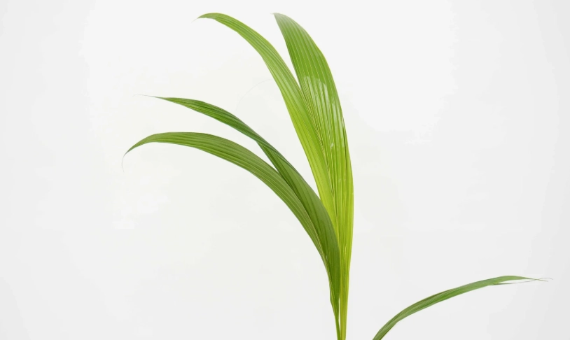 荷蘭椰子樹種植全攻略：從選購到養護的十年心得