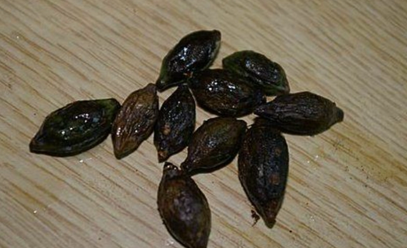 小葉欖仁種子 小葉欖仁種子