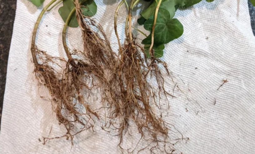 常春藤爛根怎麼辦？三步急救法與完整預防指南