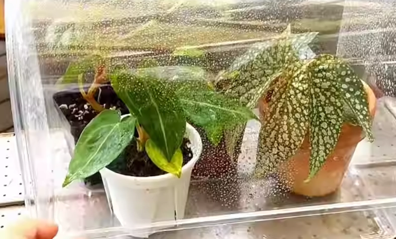 植物保濕