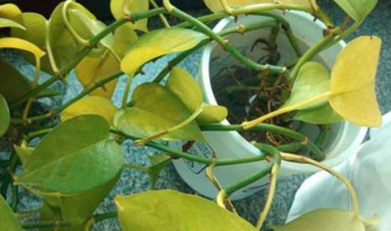 植物黃葉原因