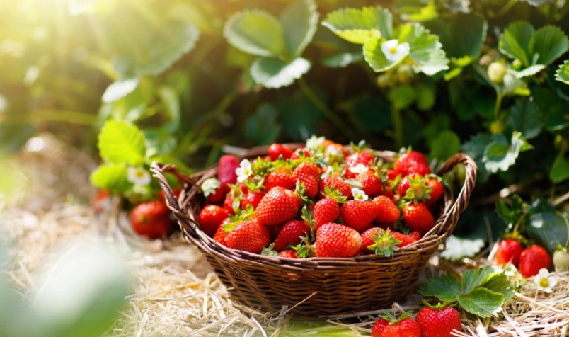 採草莓攻略：台灣草莓園選擇、實用技巧與行程規劃全指南