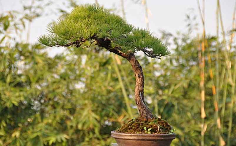 五葉松照顧終極指南：新手必學的澆水、修剪與造型技巧