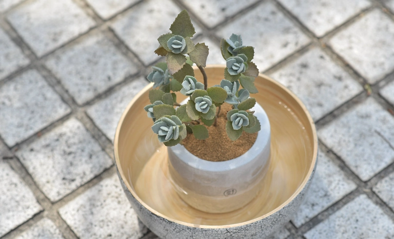 多肉植物換盆 多肉植物換盆