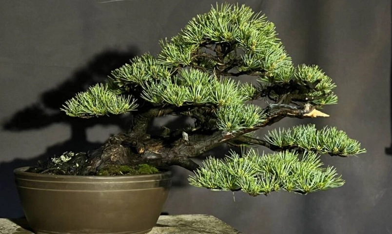 五葉松盆栽
