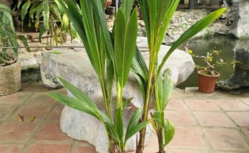 龍血樹 照顧 龍血樹 照顧