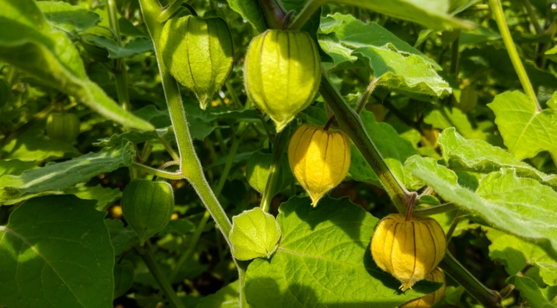 燈籠果怎麼種？從選苗到豐收的完整指南