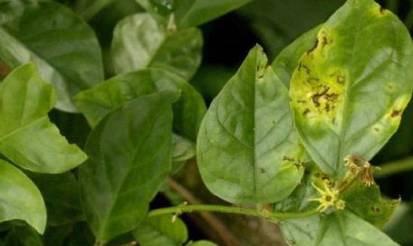茉莉花葉子發黃 茉莉花葉子發黃