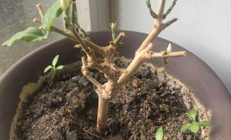 茉莉花葉子掉光怎麼辦？三大關鍵原因與完整救活指南